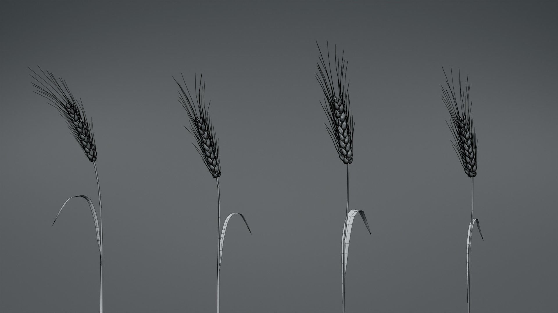 3D plant collection vol01 Wheat Field 3D model_6