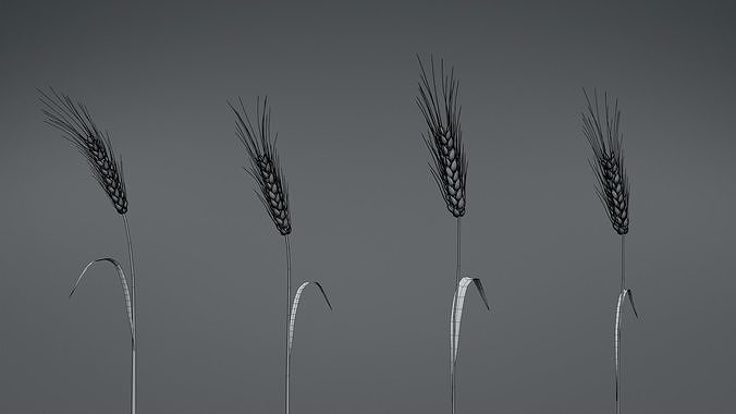 3D plant collection vol01 Wheat Field 3D model 6