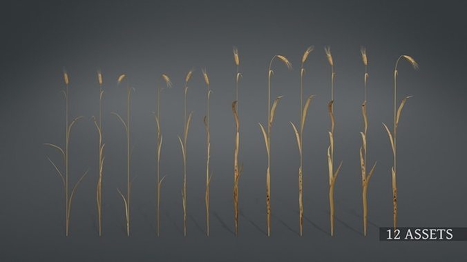 3D plant collection vol01 Wheat Field 3D model 3