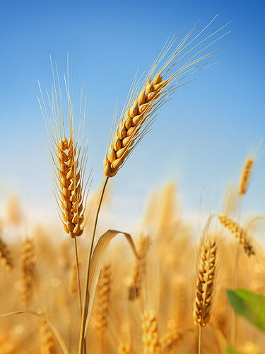 3D plant collection vol01 Wheat Field 3D model 2