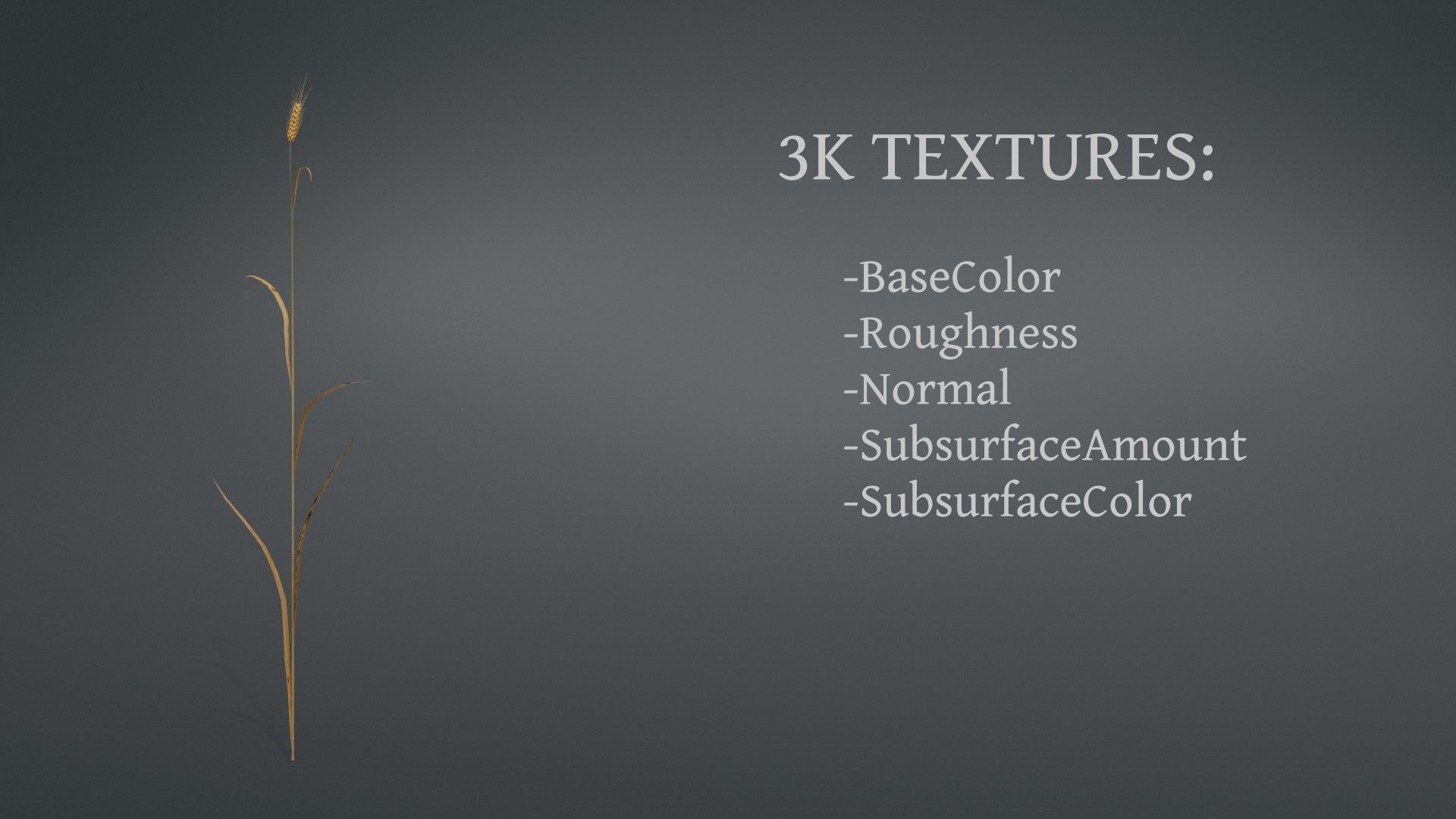 3D plant collection vol01 Wheat Field 3D model_4