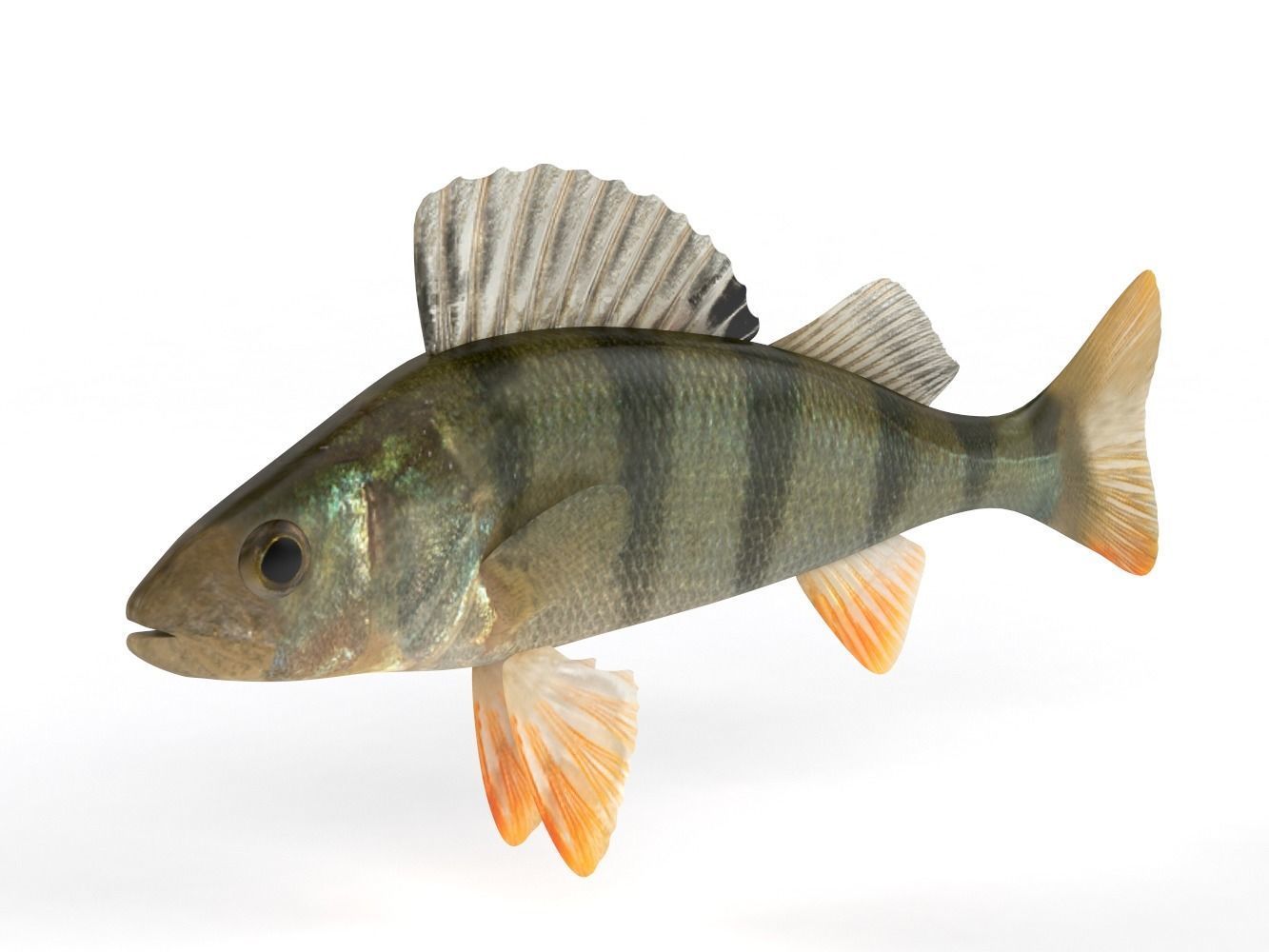 Perch Fish 3D model_2