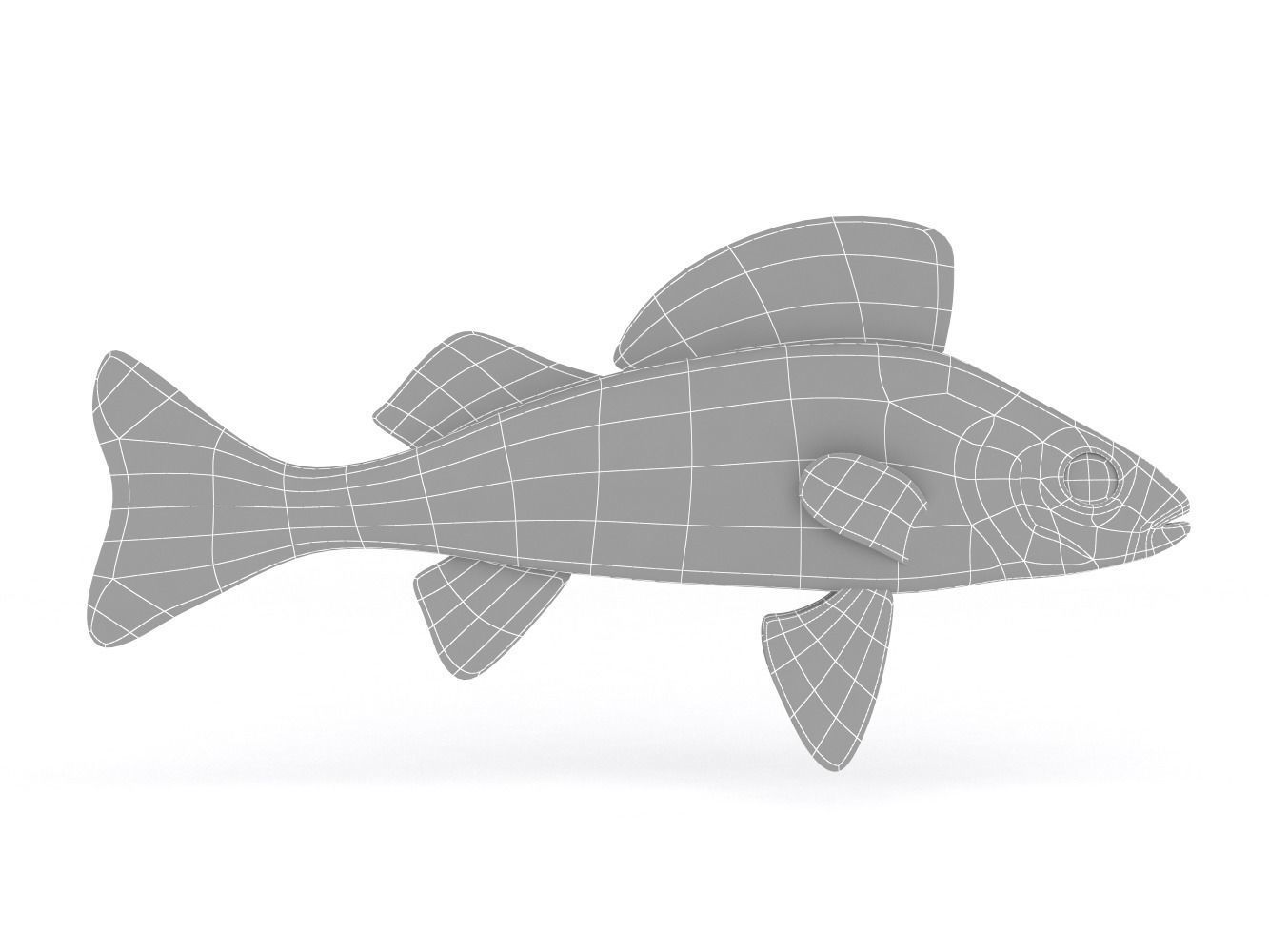 Perch Fish 3D model_5