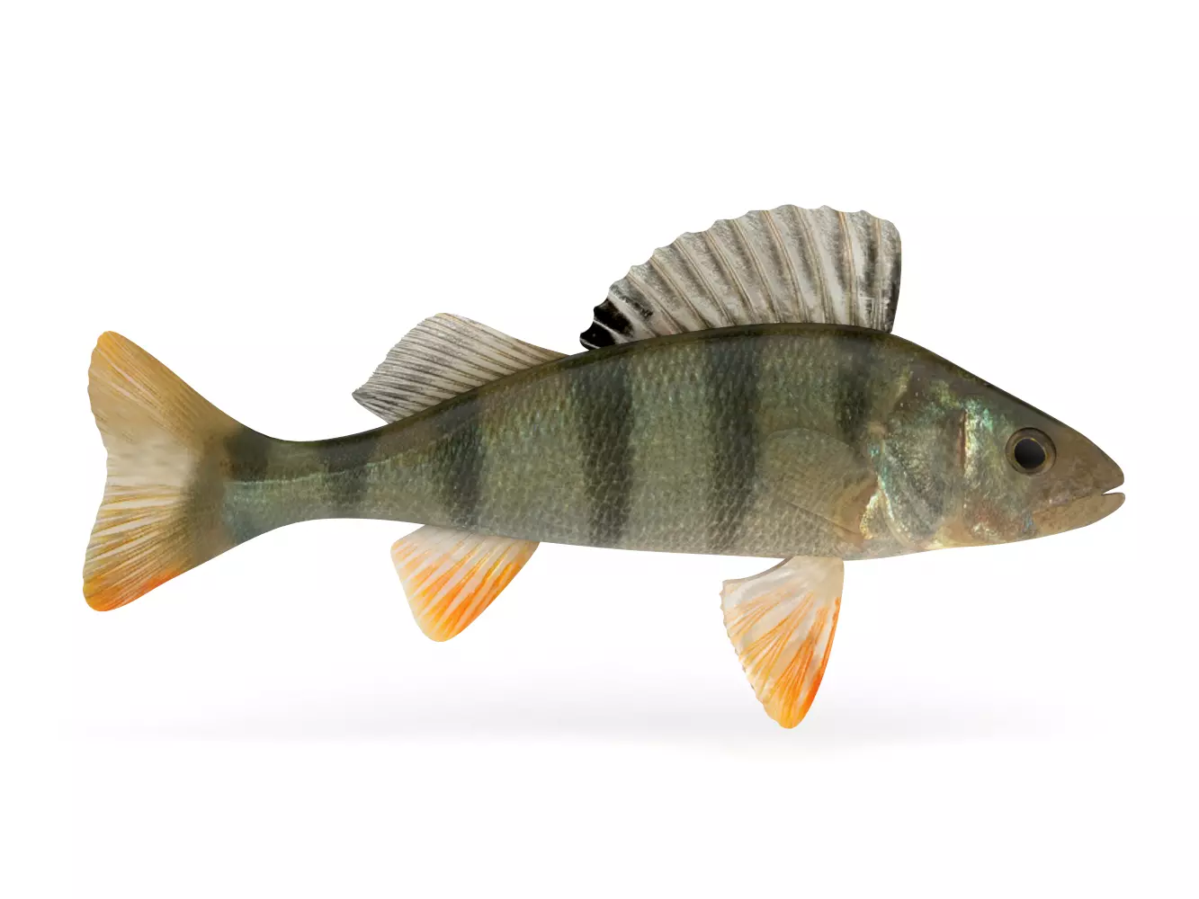 Perch Fish 3D model_0