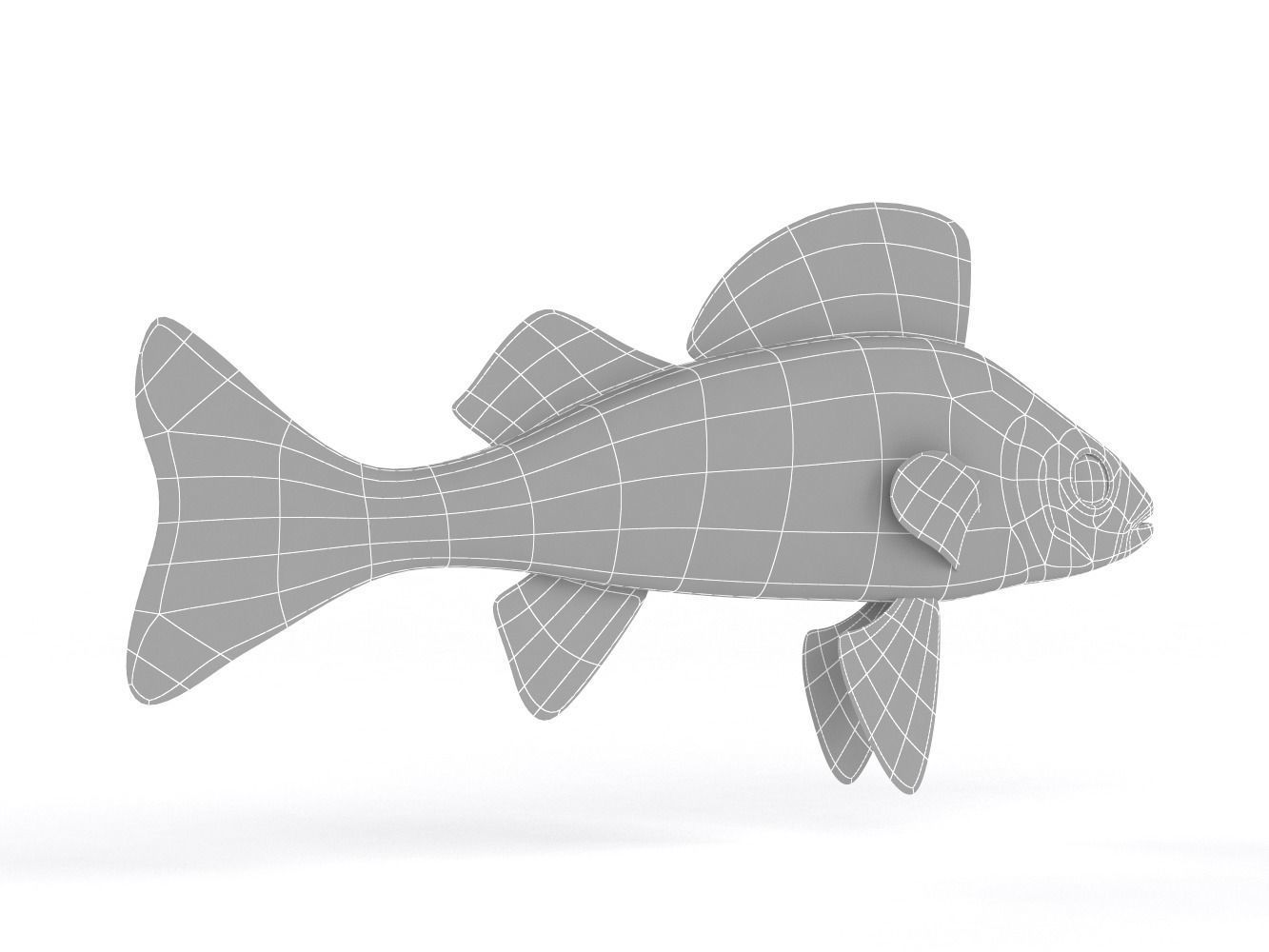 Perch Fish 3D model_8