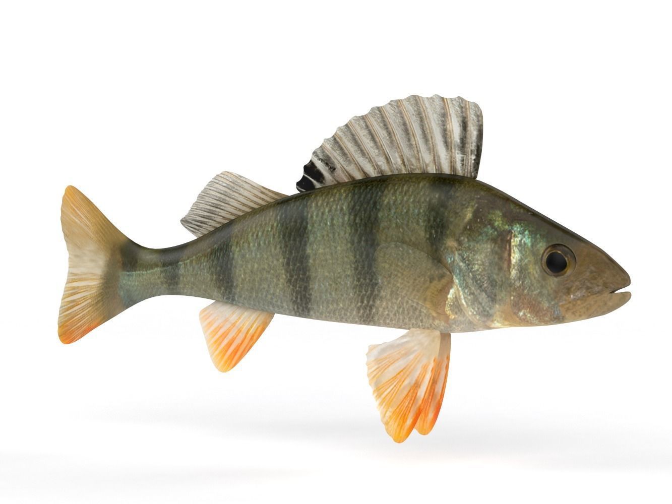Perch Fish 3D model_1