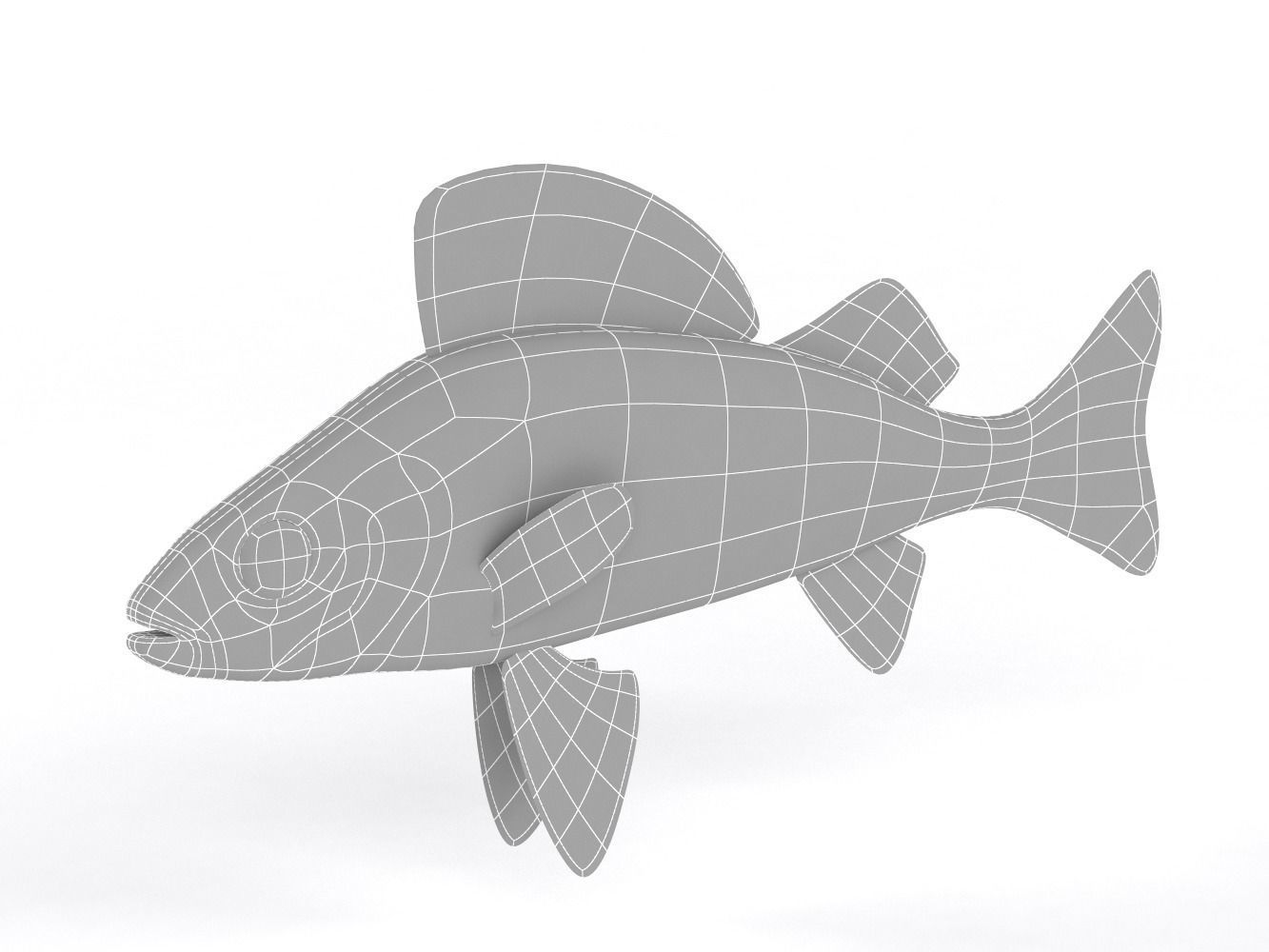 Perch Fish 3D model_7