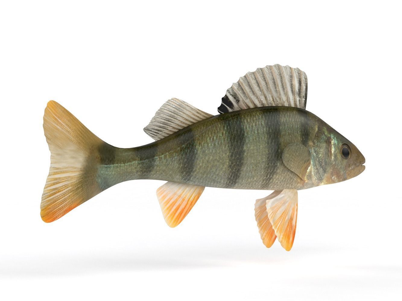 Perch Fish 3D model_3