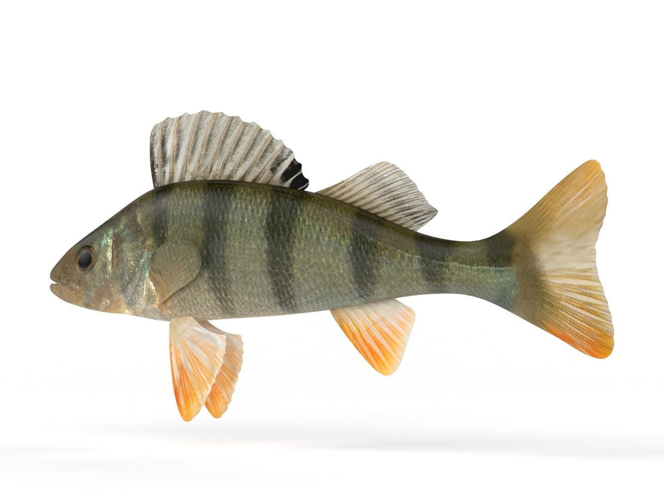 Perch Fish 3D model_4