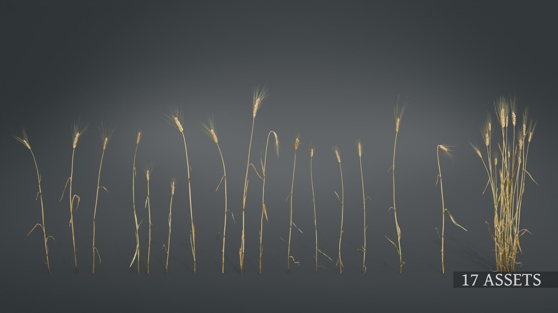 3D Barley Collection vol02 3D model_3