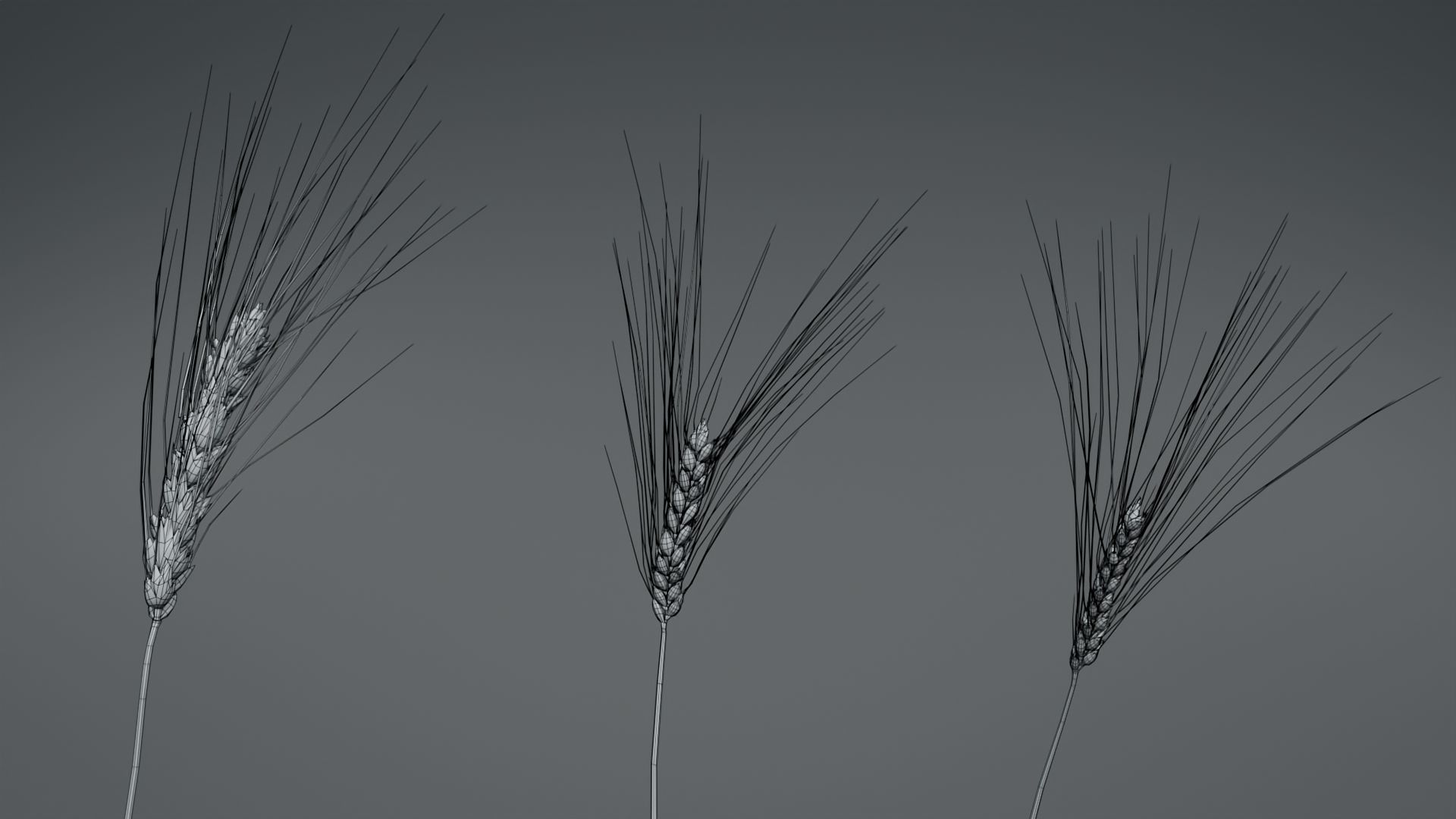 3D Barley Collection vol02 3D model_7
