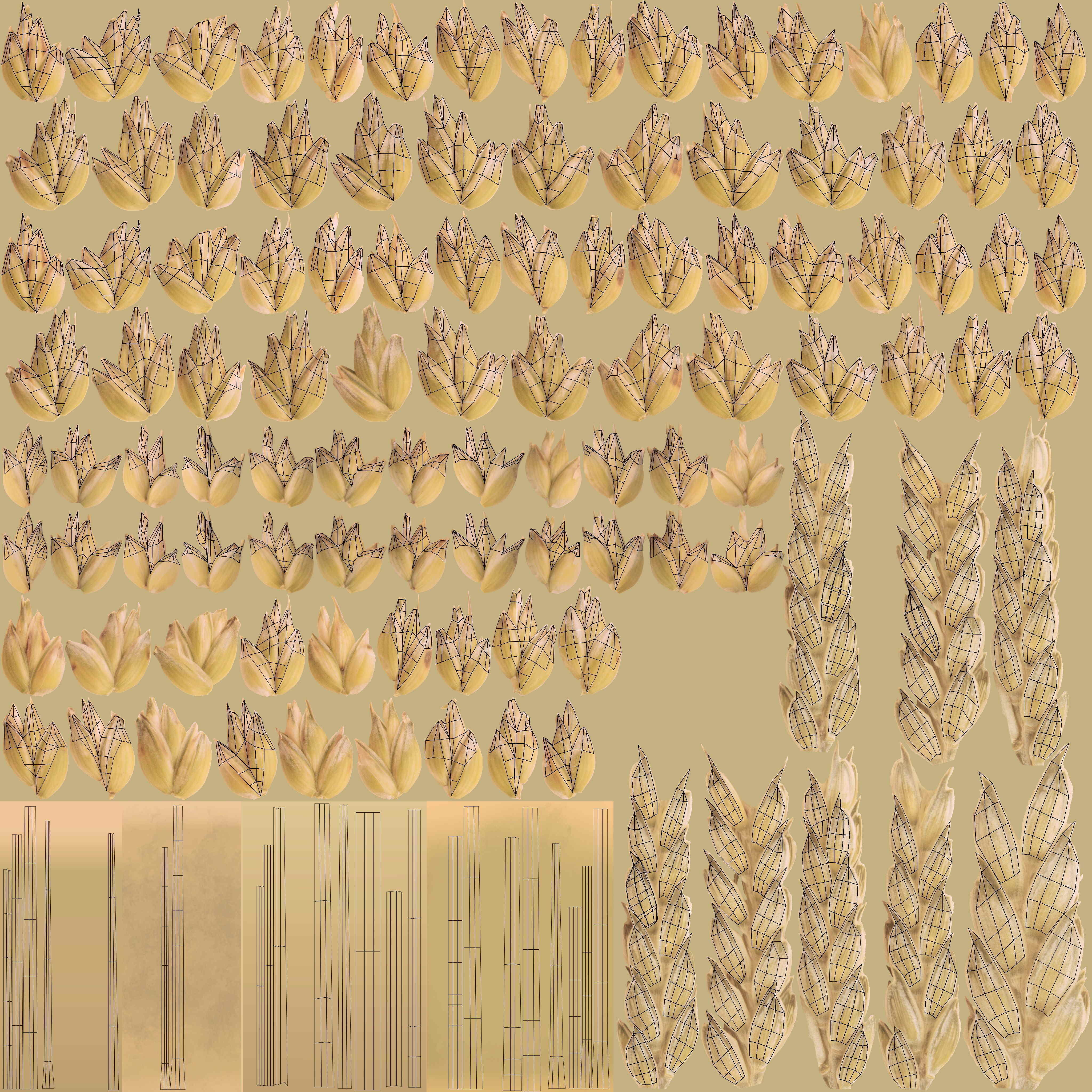 3D Barley Collection vol02 3D model_11