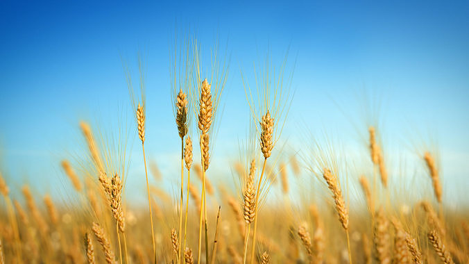 3D Barley Collection vol02 3D model
