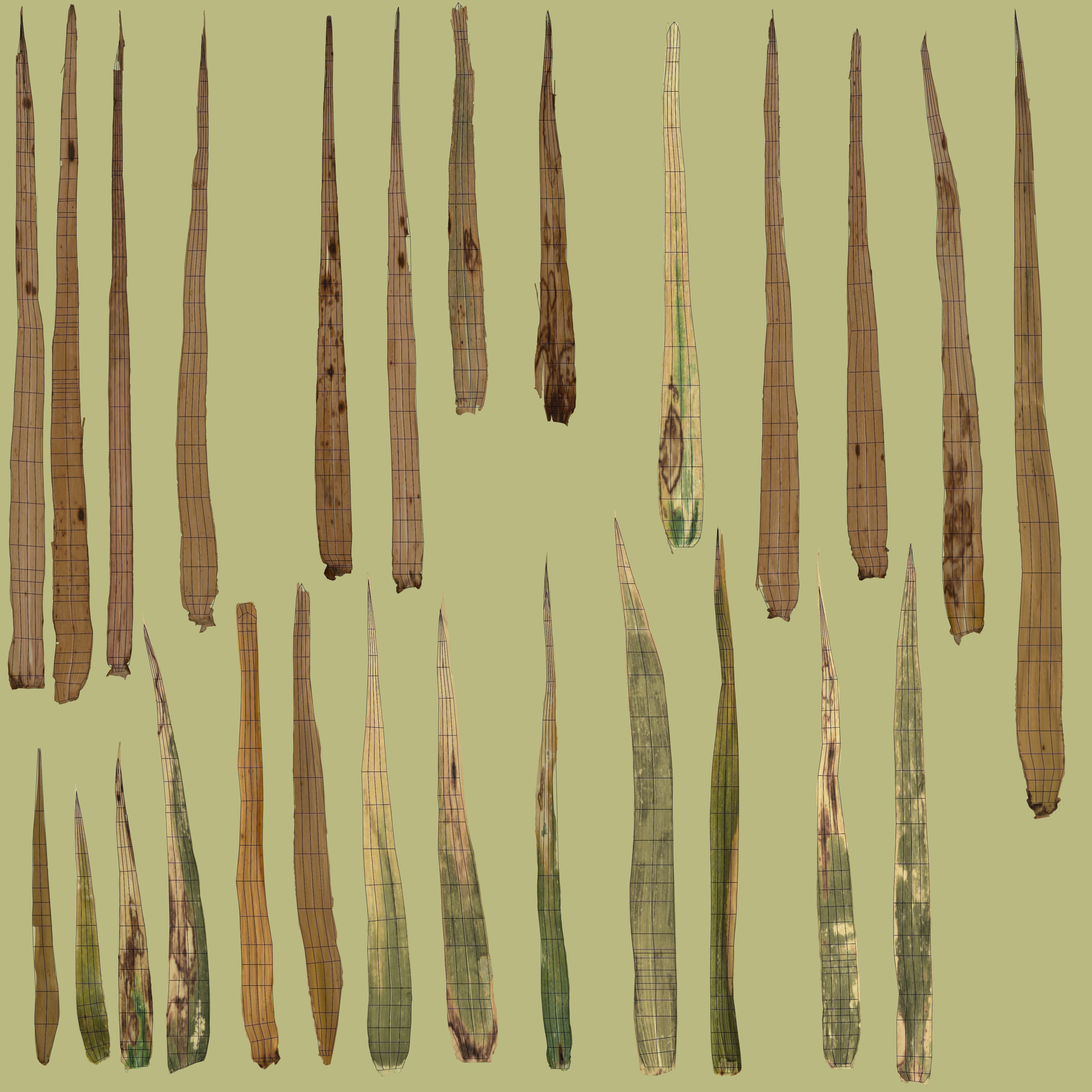 3D Barley Collection vol02 3D model_10