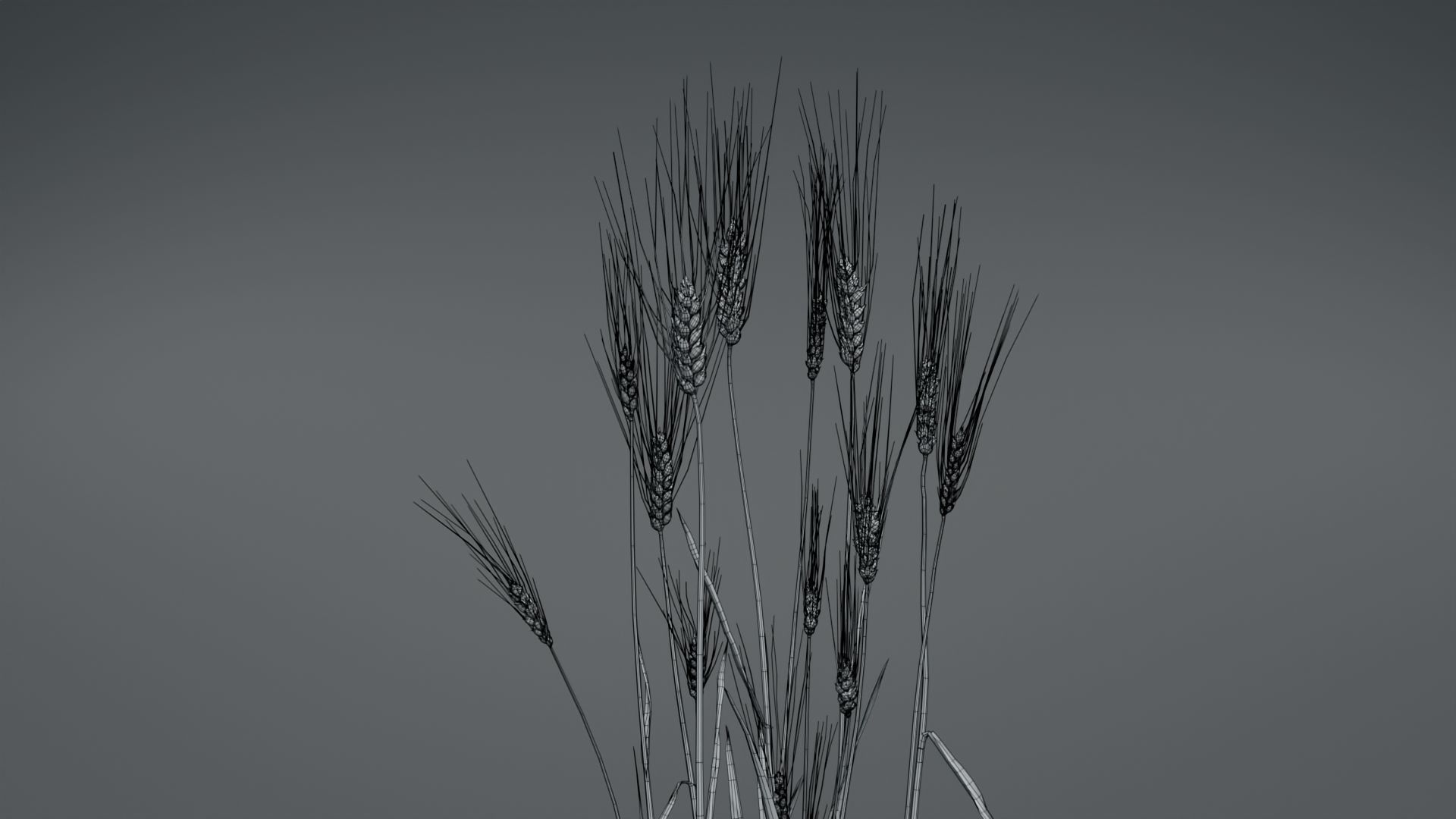 3D Barley Collection vol02 3D model_6