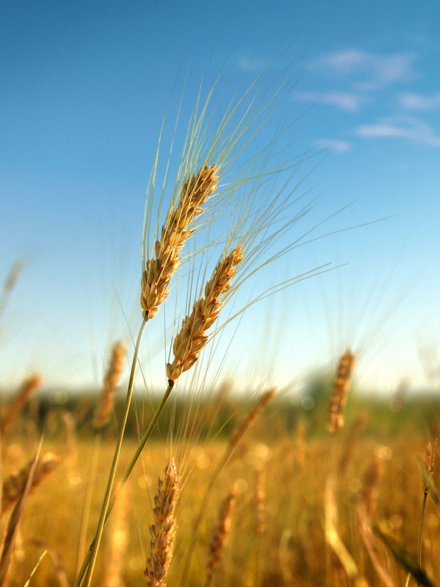 3D Barley Collection vol02 3D model_2