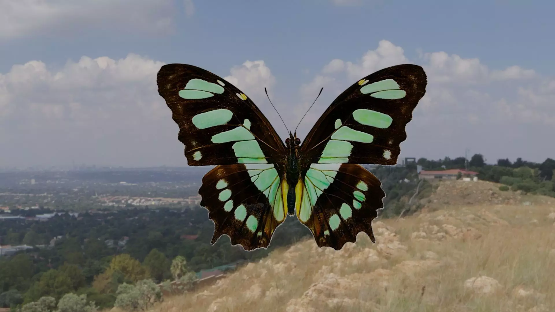 BUTTERFLY ANIMATION Low-poly 3D model_0