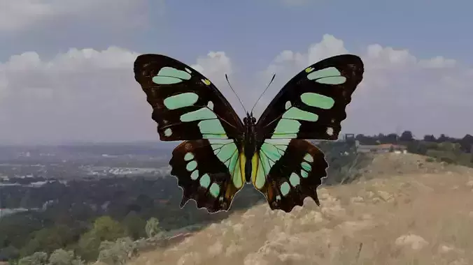 BUTTERFLY ANIMATION Low-poly 3D model