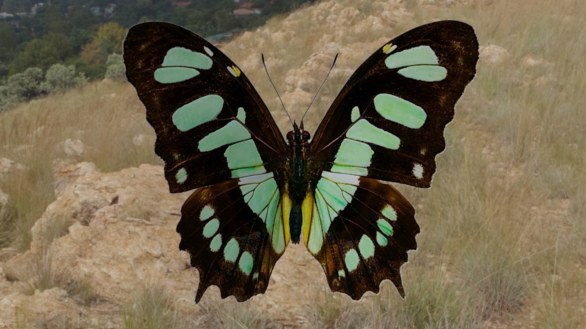 BUTTERFLY ANIMATION Low-poly 3D model_7