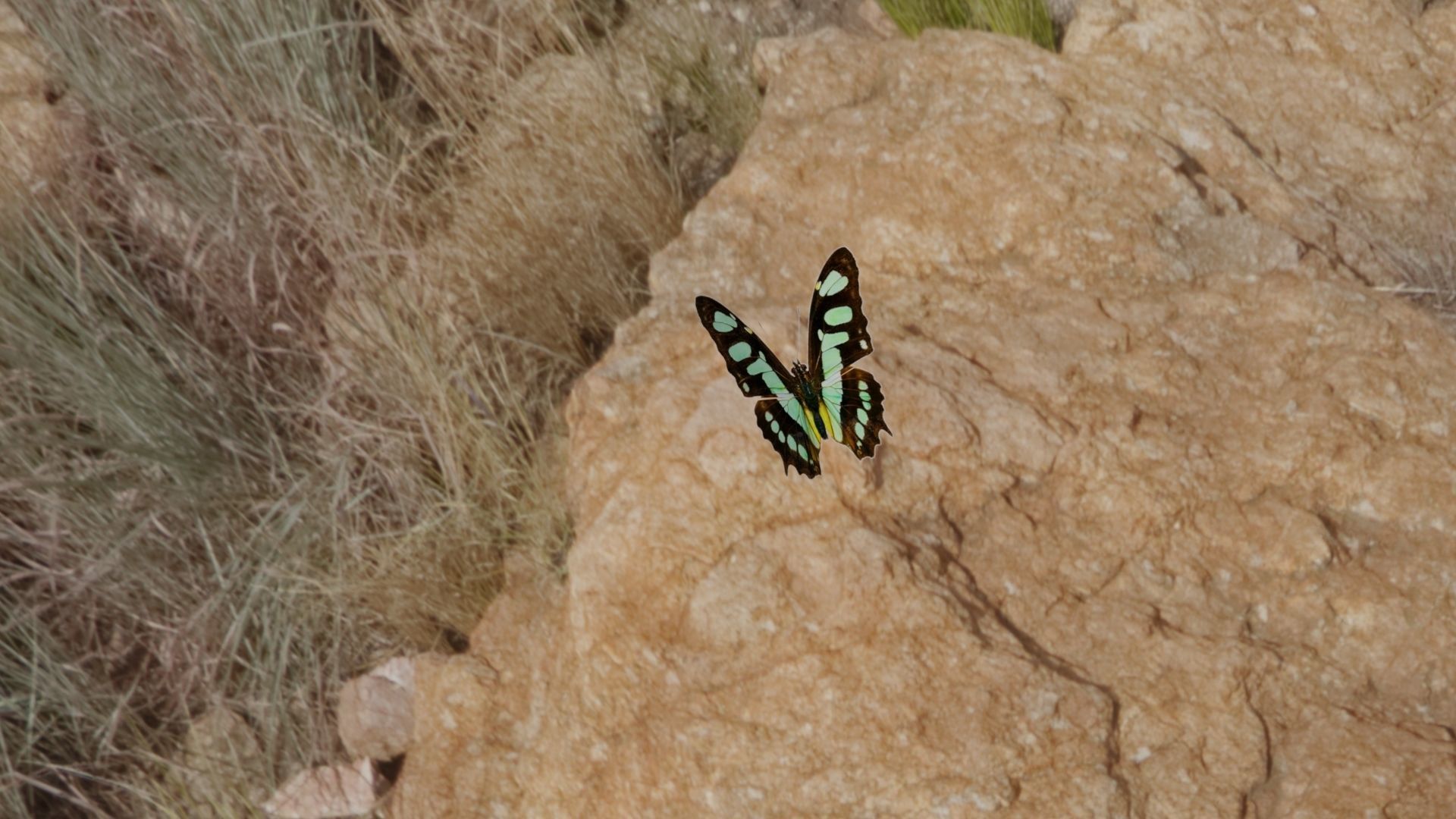 BUTTERFLY ANIMATION Low-poly 3D model_8