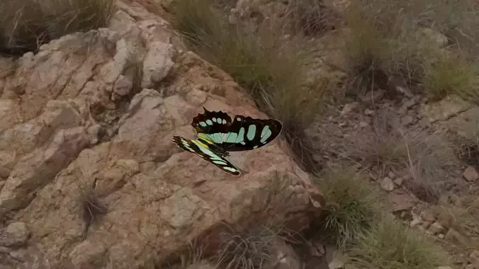 butterflies animation Low-poly 3D model