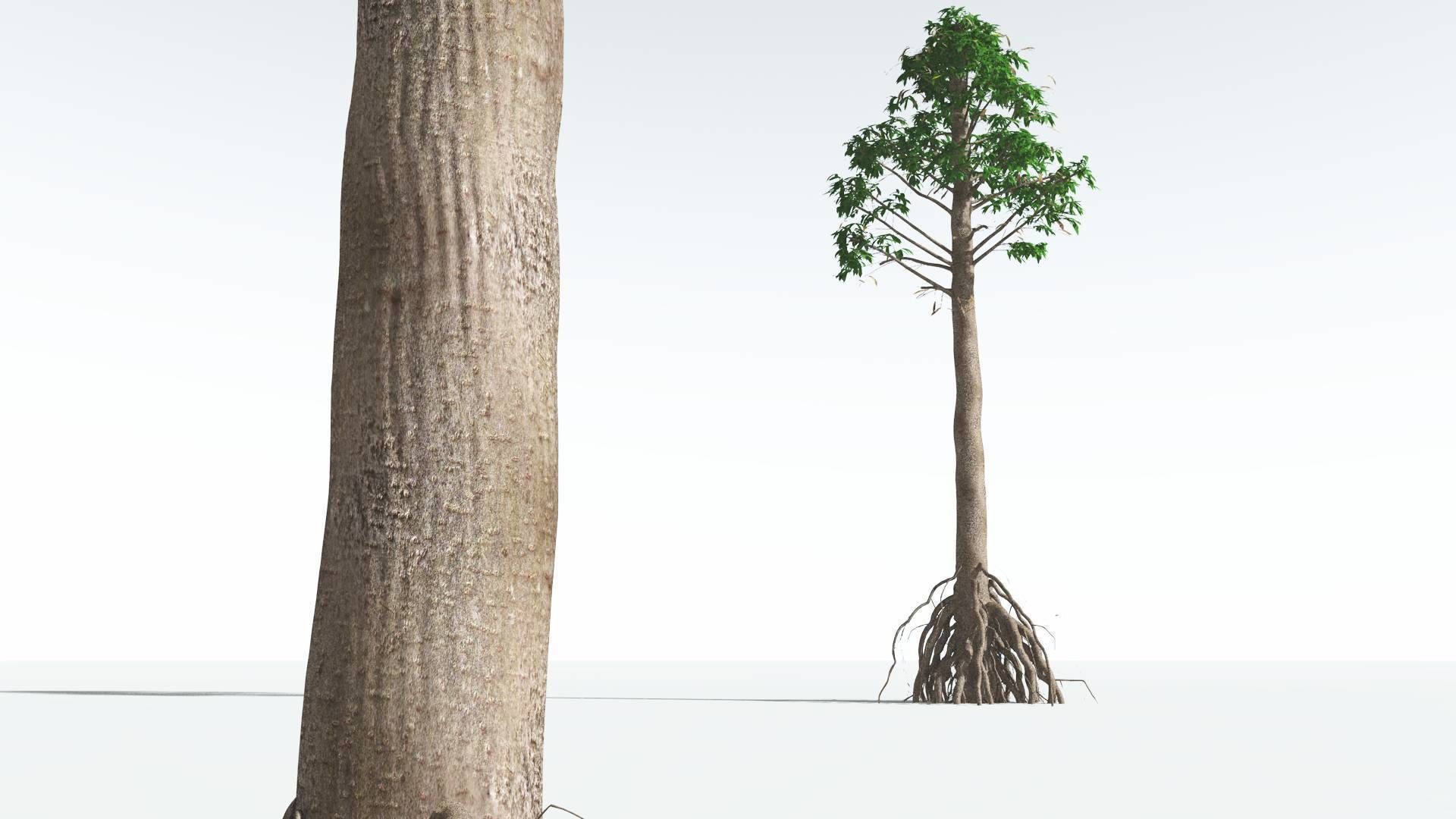 EVERYPlant Common Cordaites 07 --15 Models--