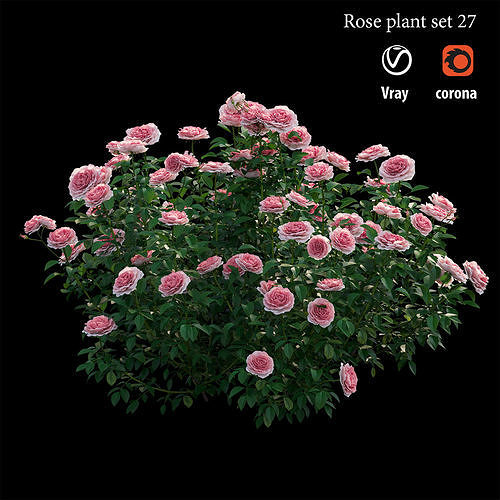 Rose plant set 27  3D model