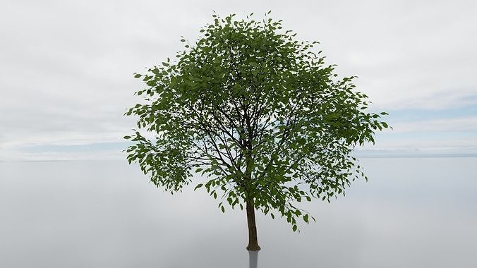 high detail 3d tree model Free 3D model