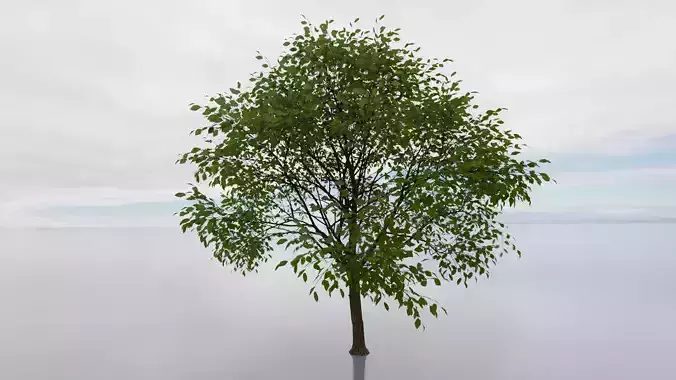 high detail 3d tree model Free 3D model