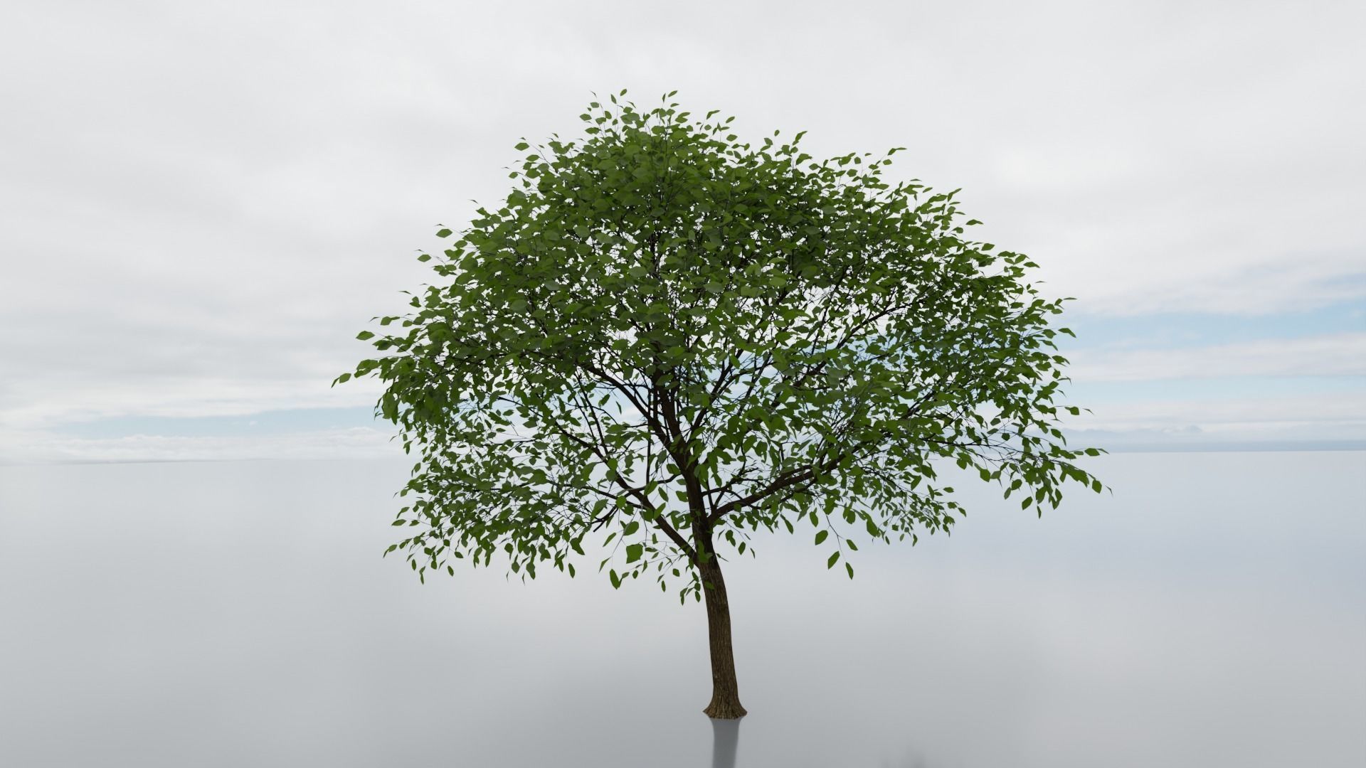 high detail 3d tree model Free 3D model_4