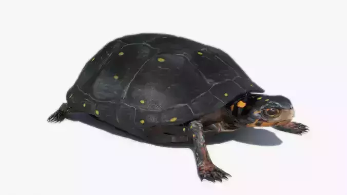 Spotted-turtle turtle Low-poly 3D model
