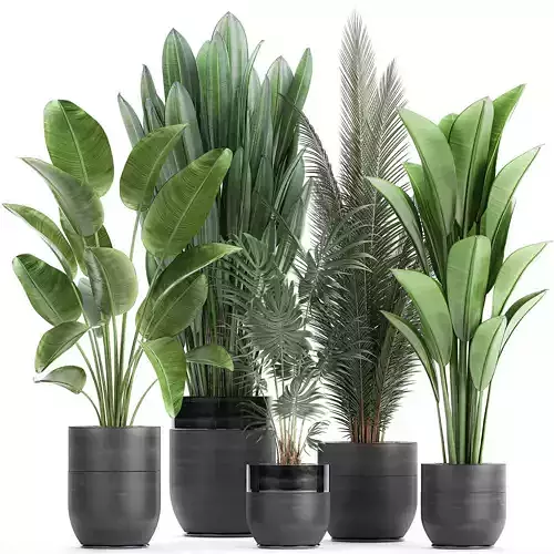 Houseplants in a pot for the interior 726