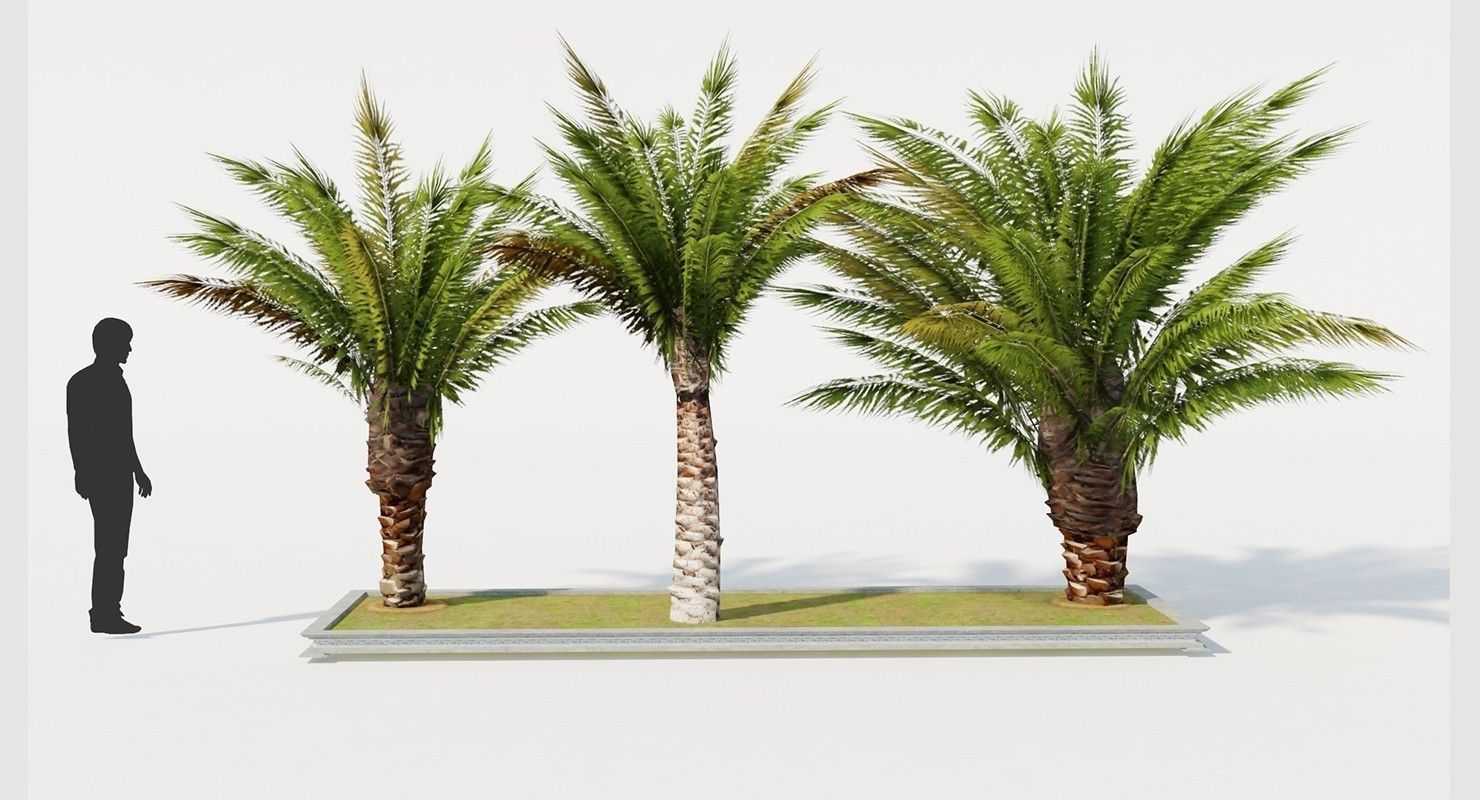 Palm Tree Set 2 Low Poly Low-poly 3D model_3