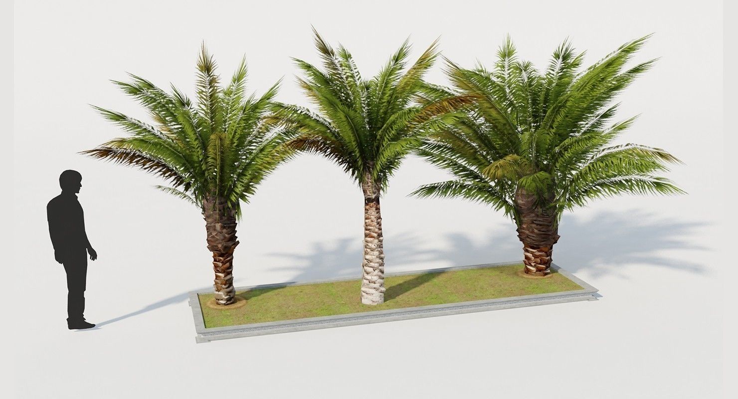 Palm Tree Set 2 Low Poly Low-poly 3D model_2