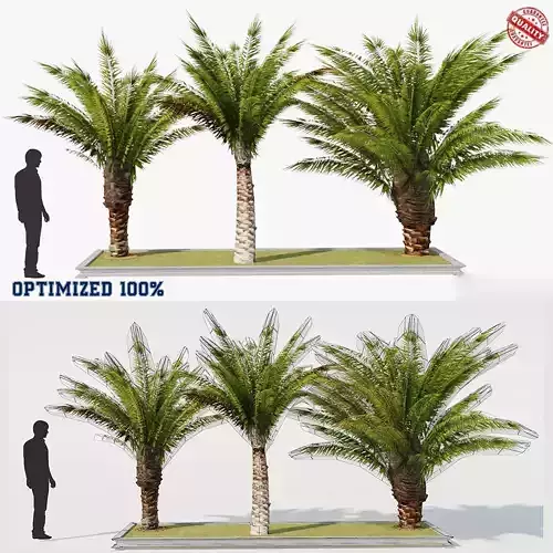 Palm Tree Set 2 Low Poly Low-poly 3D model