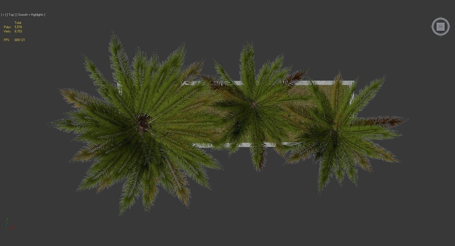 Palm Tree Set 2 Low Poly Low-poly 3D model_8