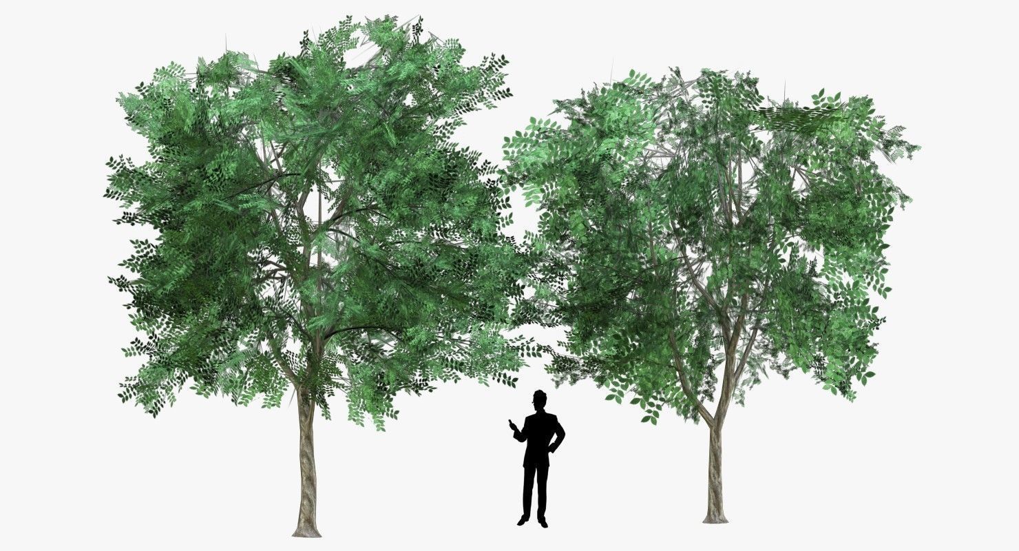 Low Poly 2 Tree four trees Low-poly 3D model_2