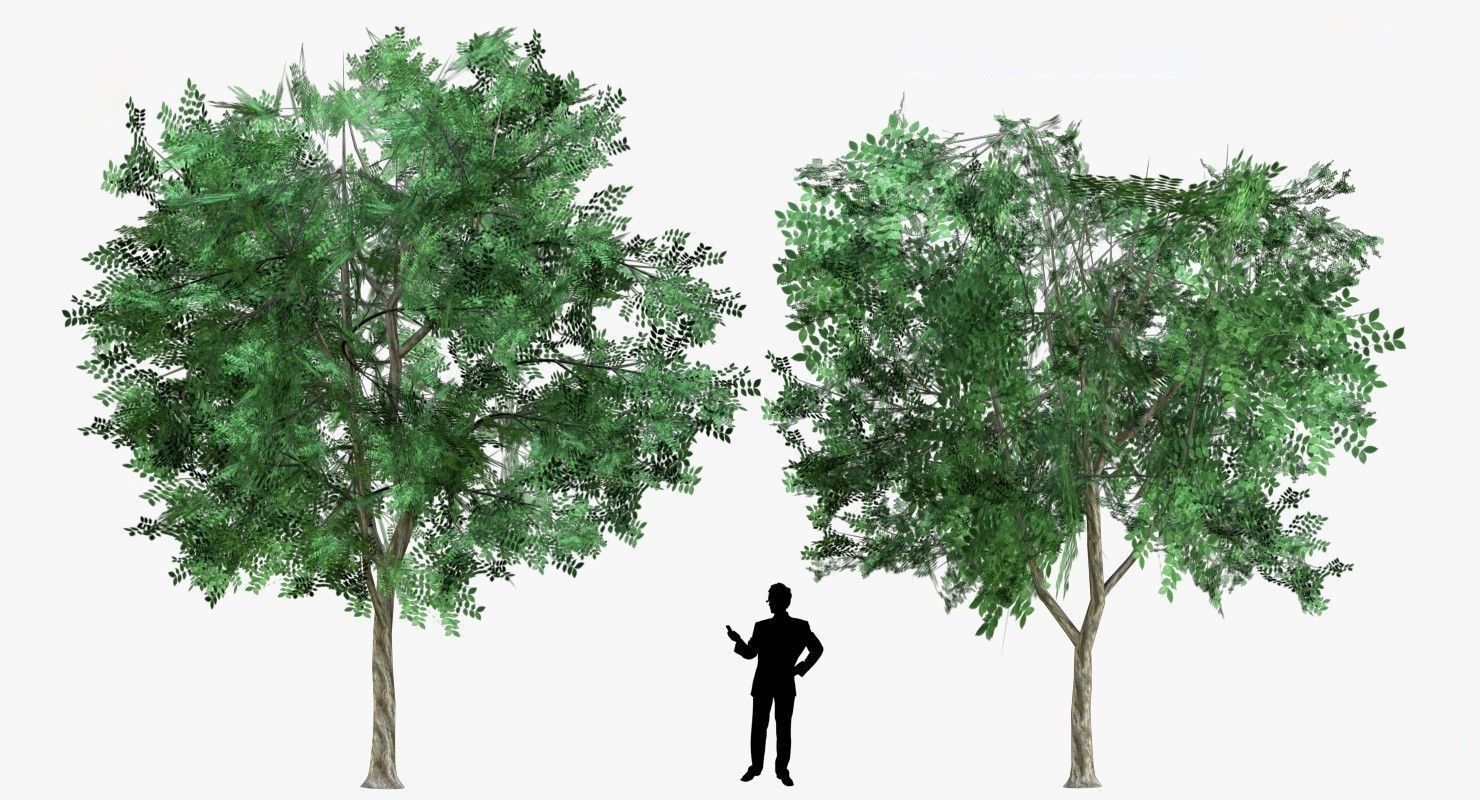 Low Poly 2 Tree four trees Low-poly 3D model_1