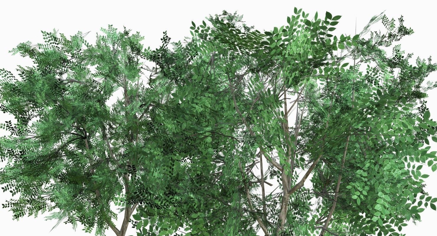 Low Poly 2 Tree four trees Low-poly 3D model_3