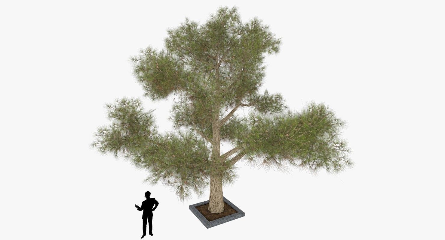 Tree Optimized Low-poly 3D model_5