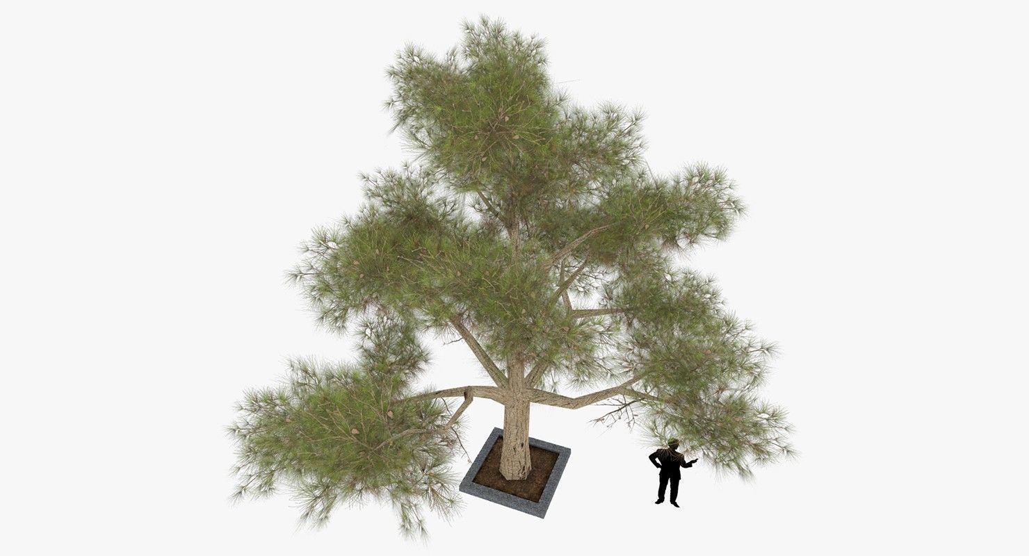 Tree Optimized Low-poly 3D model_6