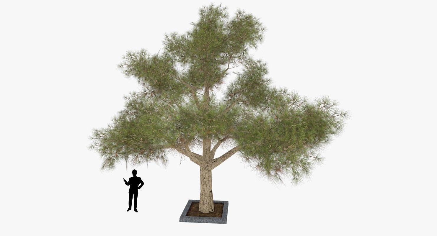 Tree Optimized Low-poly 3D model_3