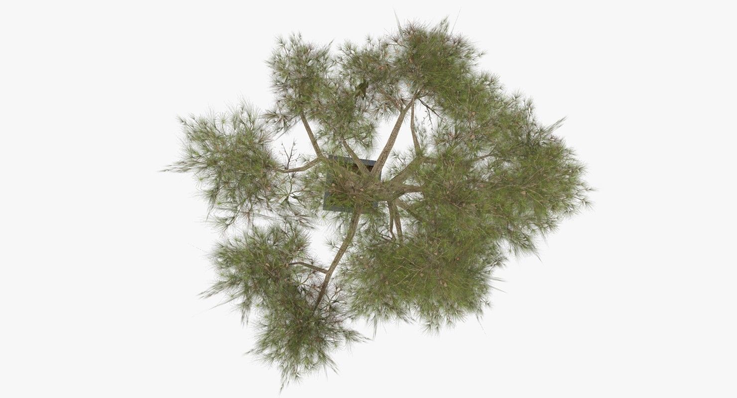 Tree Optimized Low-poly 3D model_4
