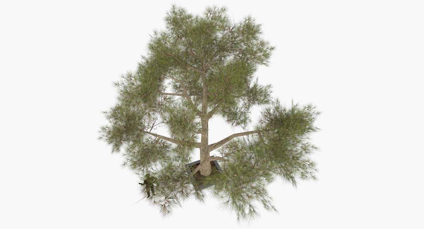 Tree Optimized Low-poly 3D model_1