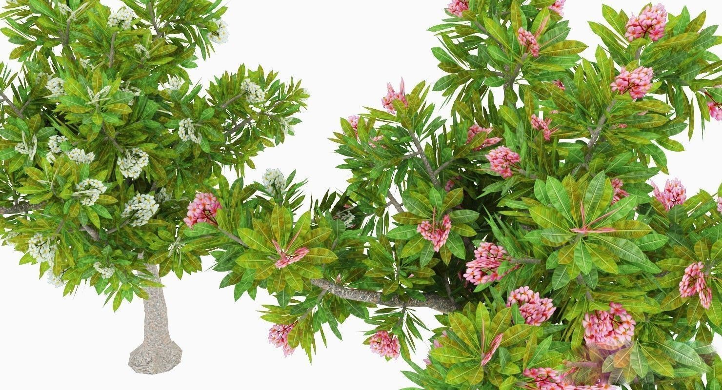 Peltophorum Flower 2 Trees Low-poly 3D model_3