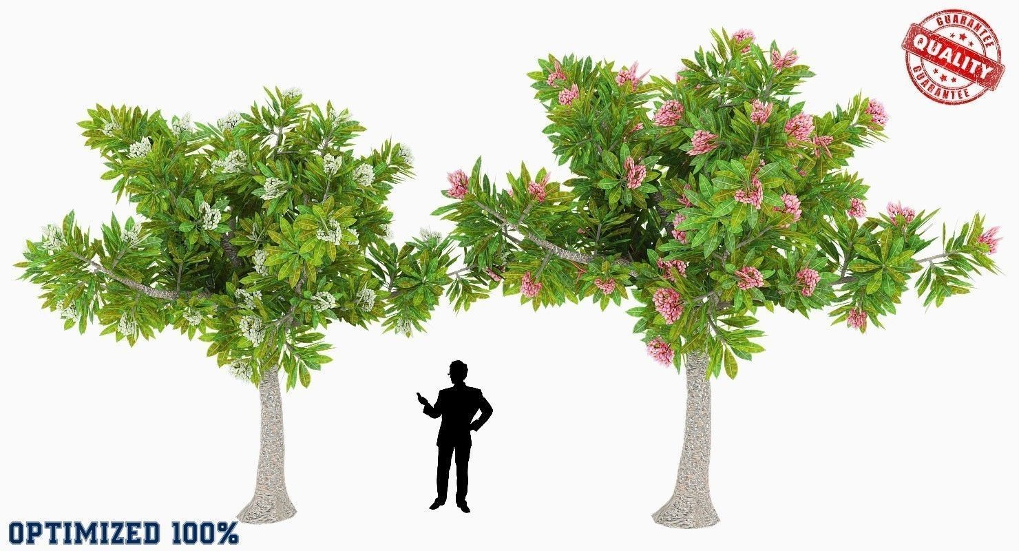 Peltophorum Flower 2 Trees Low-poly 3D model_1
