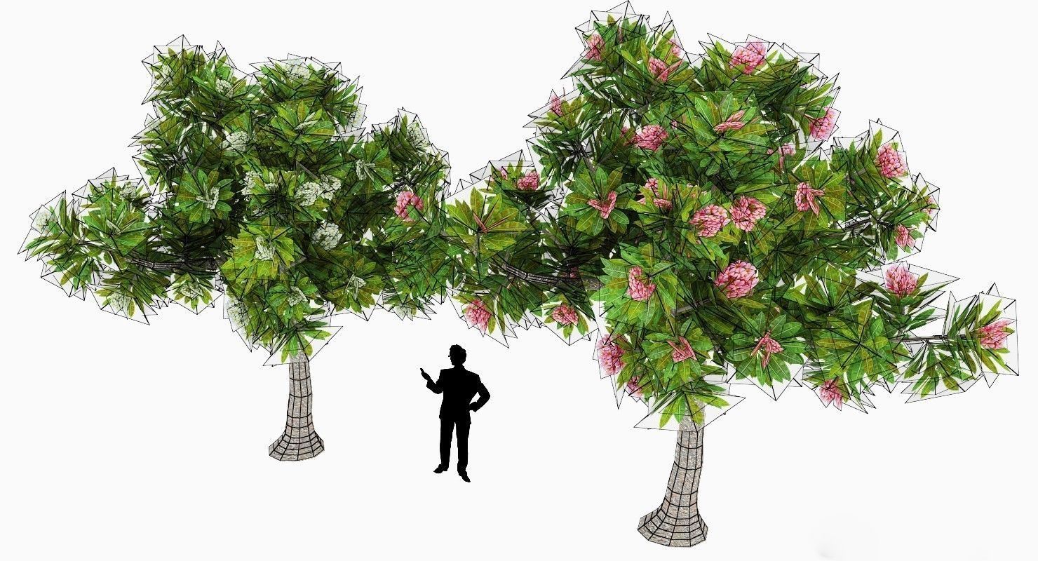 Peltophorum Flower 2 Trees Low-poly 3D model_4