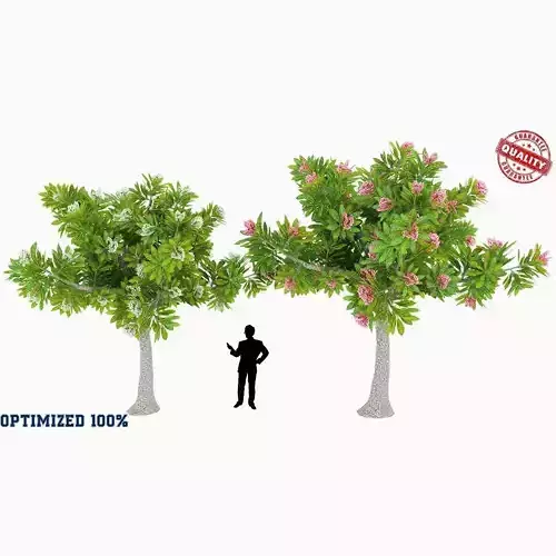 Peltophorum Flower 2 Trees