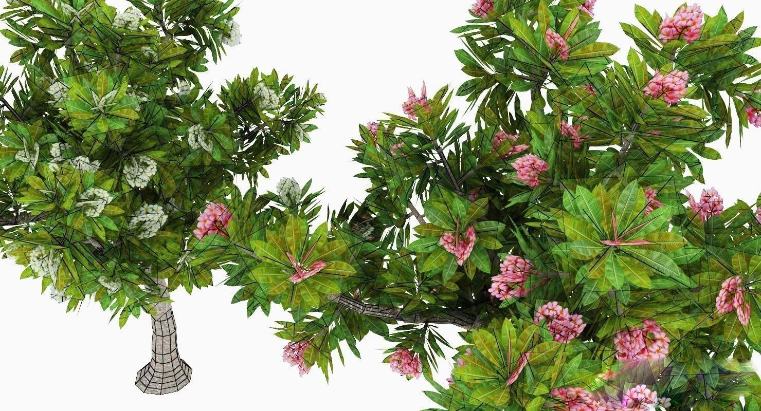 Peltophorum Flower 2 Trees Low-poly 3D model_5