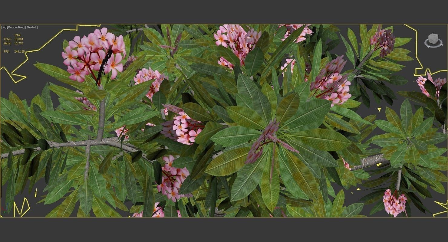 Peltophorum Flower 2 Trees Low-poly 3D model_9